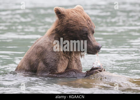 Ours brun de manger du saumon fraîchement pêché, Alaska Banque D'Images