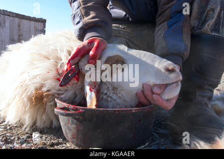 Mouton halal dans un camp en Asie Banque D'Images