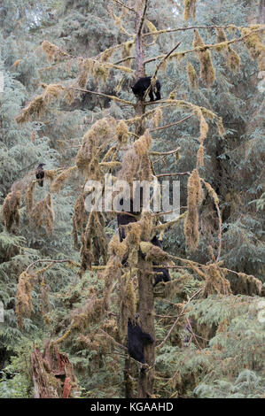 Groupe d'ours noirs dans les arbres Banque D'Images