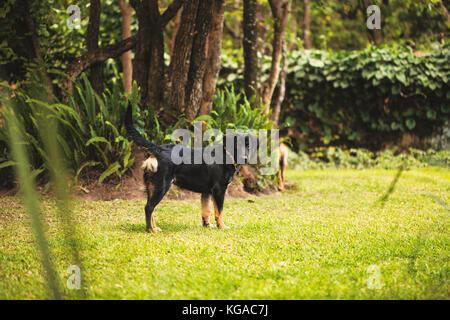 Un berger allemand chiot croisée labrador retriever, regardant la caméra dans une arrière-cour. Banque D'Images