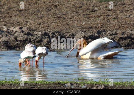 Grand Pélican blanc Pelecanus onocrotalus, pêche avec Yellow-Stork Mycteria ibis, Nsefu privé, le parc national de South Luangwa, en Zambie Banque D'Images