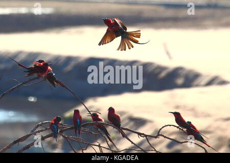 Le sud de Carmine Bee-eaters Merops nubicoides au-dessus de la Rivière Luangwa, South Luangwa National Park, Zambie, Afrique du Sud Banque D'Images