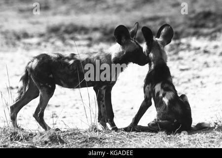 Les chiens sauvages Lycoan pictus, dans le parc national de South Luangwa, en Zambie Banque D'Images