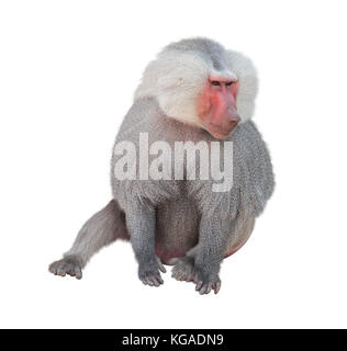 Singe mâle (Papio hamadryas hamadryad, genre de babouins). isolé sur fond blanc Banque D'Images