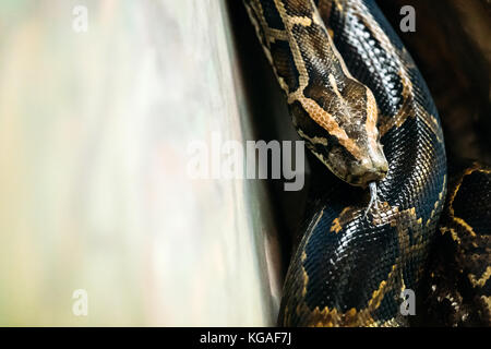 Photo en gros plan des matières dangereuses grandi python Banque D'Images