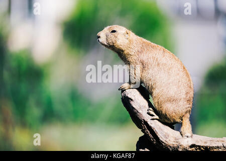 Portrait of little marmot debout sur arbre dans la nature Banque D'Images