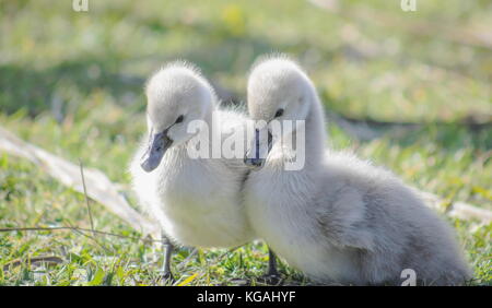 Close up image d'une paire de jolie de cygne noir (Cygnus atratus) cygnets Banque D'Images