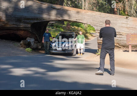 Sequoia National Park. Posant avec la voiture et la conduite par tunnel Log Banque D'Images