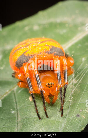 Eriovixia est un genre d'araignées dans la famille Araneidae. Banque D'Images