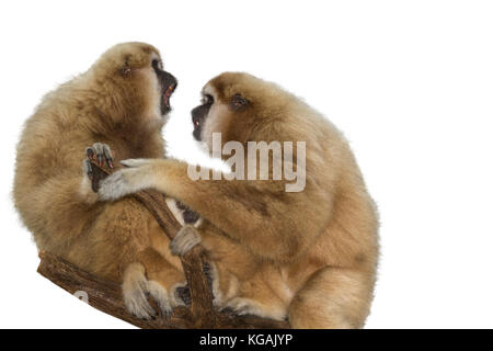 Parler de la famille gibbons Lar Banque D'Images