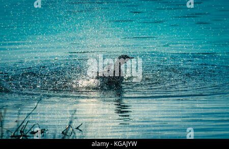 Nouvelle-zélande poliocephalus rufopectus dabchick (projections) dans l'eau. Banque D'Images