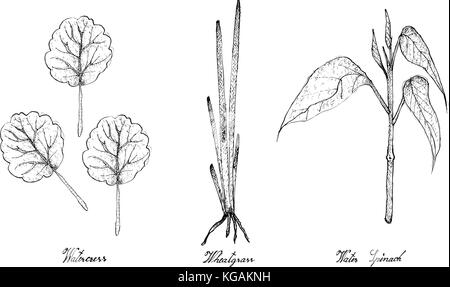 Salade de légumes, illustration de l'esquisse dessinée à la main vert frais délicieux cresson, l'agropyre et de l'eau plantes épinards isolé sur fond blanc. Illustration de Vecteur