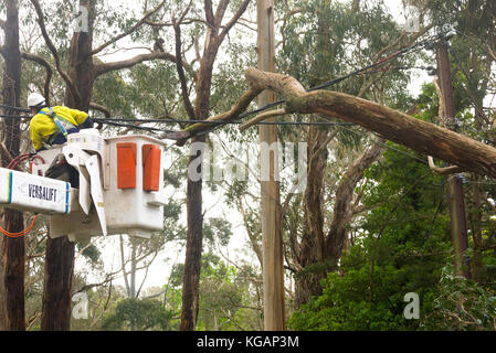 Travailleur des services d'urgence la préparation à couper à travers un arbre reposant sur les lignes d'alimentation à Stirling, Adelaide Hills, Australie du Sud. Banque D'Images