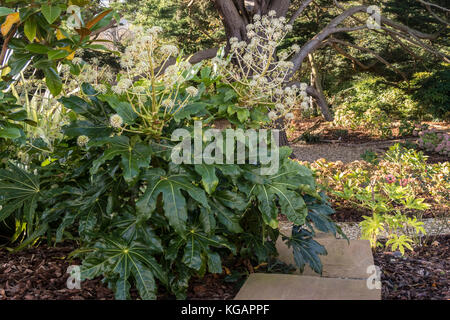 Fatsia Japonica, en pleine floraison, novembre 2017 dans un jardin de Devon, adoucir les bords d'un ensemble de marches en pierre. Banque D'Images