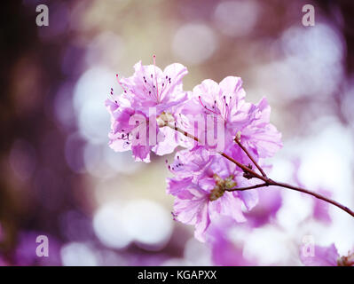 Rhododendron dauricum. La direction générale de Rhododendron. Rhododendron rose doux fleurs dans le jardin. Belle asiatique fleur de printemps. Banque D'Images