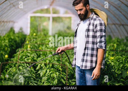 Jeune agriculteur protéger ses plantes avec des produits chimiques Banque D'Images