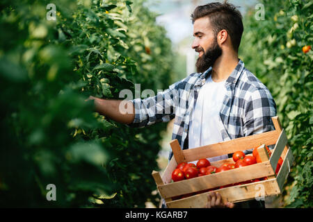 Cueillette de tomates fraîches, agriculteur de son jardin serre Banque D'Images