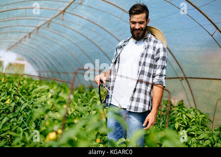 Jeune agriculteur protéger ses plantes avec des produits chimiques Banque D'Images