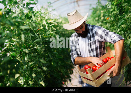 Cueillette de tomates fraîches, agriculteur de son jardin serre Banque D'Images