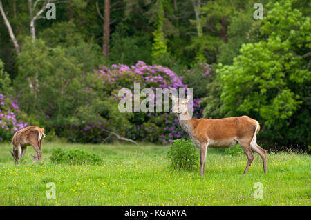 Red Deer (Cervus elaphus), le Parc National de Killarney, comté de Kerry, Irlande Banque D'Images
