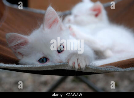 Les beaux yeux d'une vieille de sept semaines chaton blanc sur une chaise marron. Un autre chaton de la même portée est l'arrière-plan de couchage Banque D'Images