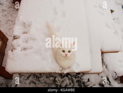 Un chaton de 5 mois sur une table de jardin couvert de neige. le chaton est empreintes peut être vu sur la table derrière dans la neige Banque D'Images