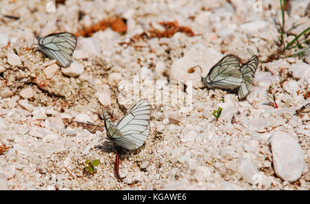 Aporia crataegi papillons de la famille des Pieridae, également connu sous le nom de black-blanc veiné. courantes dans la plupart de l'Europe, elles ont été tourné en n.e. italie Banque D'Images