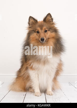 Assis Shetland Sheepdog sheltie ou vu de l'avant face à la caméra dans un salon intérieur blanc Banque D'Images