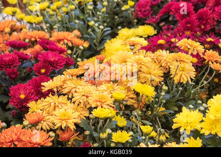 Lot de fleurs de souci de couleur vive en couleurs d'automne Banque D'Images