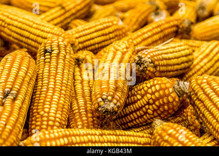 Le maïs jaune séchant au soleil Banque D'Images