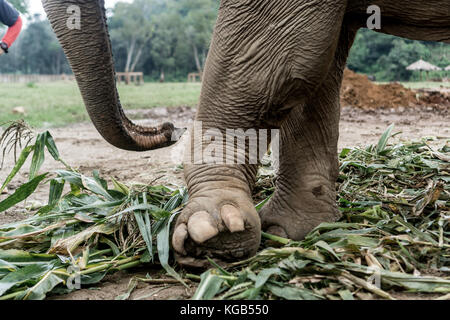 Chiang Mai, Thaïlande Elephant Nature Park - pied cassé Banque D'Images