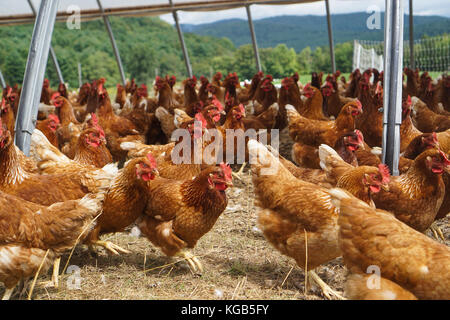 Poules Banque D'Images