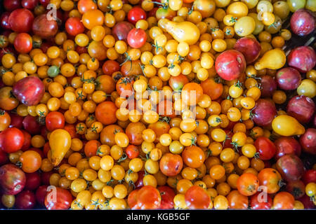 Tomates cerise fraîchement cueilli Banque D'Images