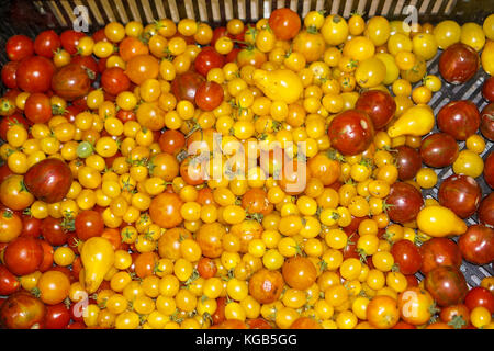 Tomates cerise fraîchement cueilli Banque D'Images