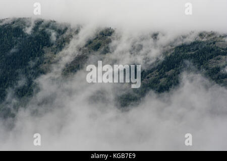 Forêt de pins dans les montagnes avec brouillard. belle arrière-plan. Banque D'Images