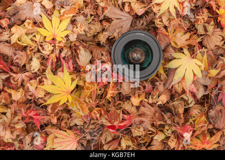 Un objectif de caméra sur un contexte à l'automne les feuilles colorées Banque D'Images