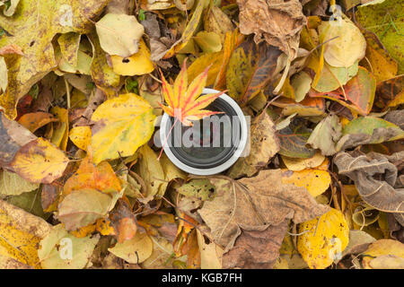 Un objectif de caméra sur un contexte à l'automne les feuilles colorées Banque D'Images