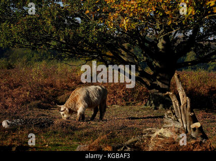 Les bovins des Highlands se broutent sur la lande un matin ensoleillé près d'Ashford, dans le Kent. Banque D'Images