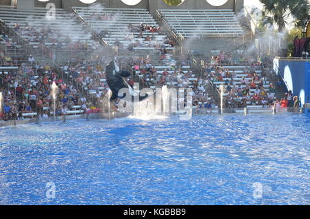 Représentation des épaulards au stade Shamu, SeaWorld, Orlando, Floride Banque D'Images