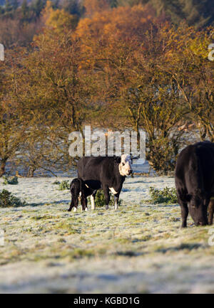 Teesdale, comté de Durham au Royaume-Uni. Lundi 6 novembre 2017. Météo britannique. Avec des températures chutant à moins 3 la nuit c'était un froid glacial et commencer la journée dans le Nord de l'Angleterre. Crédit : David Forster/Alamy Live News Banque D'Images