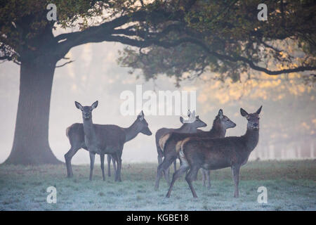Windsor, Royaume-Uni. 6 novembre 2017. Météo Royaume-Uni. Cerf rouge peu de temps après le lever du soleil lors d'une matinée glacial et brumeuse dans le Grand parc de Windsor. Il y a un troupeau d'environ 500 cerfs rouges dans l'enceinte du parc des cerfs dans le Grand parc de Windsor, tous descendants de quarante hinds et deux cerfs introduits en 1979 par le duc d'Édimbourg. Crédit : Mark Kerrison/Alamy Live News Banque D'Images
