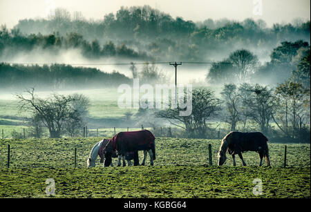 Bolton, Lancashire, UK. 6 novembre, 2017 Matin brumeux. début de la semaine pour ces chevaux dans les champs autour de levier de Darcy, Bolton, Lancashire. photo par Paul heyes, lundi 06 novembre, 2017. crédit : Paul heyes/Alamy live news Banque D'Images