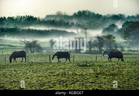 Bolton, Lancashire, UK. 6 novembre, 2017 Matin brumeux. début de la semaine pour ces chevaux dans les champs autour de levier de Darcy, Bolton, Lancashire. photo par Paul heyes, lundi 06 novembre, 2017. crédit : Paul heyes/Alamy live news Banque D'Images