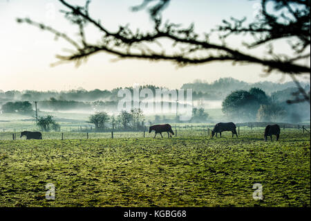 Bolton, Lancashire, UK. 6 novembre, 2017 Matin brumeux. début de la semaine pour ces chevaux dans les champs autour de levier de Darcy, Bolton, Lancashire. photo par Paul heyes, lundi 06 novembre, 2017. crédit : Paul heyes/Alamy live news Banque D'Images