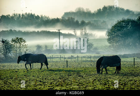 Bolton, Lancashire, UK. 6 novembre, 2017 Matin brumeux. début de la semaine pour ces chevaux dans les champs autour de levier de Darcy, Bolton, Lancashire. photo par Paul heyes, lundi 06 novembre, 2017. crédit : Paul heyes/Alamy live news Banque D'Images