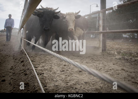 San Juan Capistrano, California, USA. 20 Sep, 2017. Vache moderne de jour au lasso, pratiqué pour le plaisir ou la compétition, c'est la pratique de séparer les vaches pour marquage basé sur des méthodes développées au cours de l'expansion de l'ancien ouest et commencent au début des années 1800. Ligotage de vache peut être une poursuite individuelle ou fait en équipe et est à la base de jour moderne des rodéos avec Bull et bronco équitation. Dans l'ancien ouest, les vaches et les veaux ont été séparés, un par un afin d'être marqués et prouver la propriété au cours des rondes ups chaque année avant de prendre les animaux au marché. Cow roping est pratiqué dans l'ensemble des S Banque D'Images