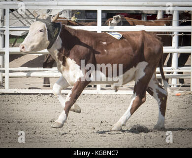 San Juan Capistrano, California, USA. 20 Sep, 2017. Vache moderne de jour au lasso, pratiqué pour le plaisir ou la compétition, c'est la pratique de séparer les vaches pour marquage basé sur des méthodes développées au cours de l'expansion de l'ancien ouest et commencent au début des années 1800. Ligotage de vache peut être une poursuite individuelle ou fait en équipe et est à la base de jour moderne des rodéos avec Bull et bronco équitation. Dans l'ancien ouest, les vaches et les veaux ont été séparés, un par un afin d'être marqués et prouver la propriété au cours des rondes ups chaque année avant de prendre les animaux au marché. Cow roping est pratiqué dans l'ensemble des S Banque D'Images