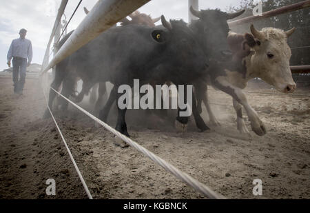 San Juan Capistrano, California, USA. 20 Sep, 2017. Vache moderne de jour au lasso, pratiqué pour le plaisir ou la compétition, c'est la pratique de séparer les vaches pour marquage basé sur des méthodes développées au cours de l'expansion de l'ancien ouest et commencent au début des années 1800. Ligotage de vache peut être une poursuite individuelle ou fait en équipe et est à la base de jour moderne des rodéos avec Bull et bronco équitation. Dans l'ancien ouest, les vaches et les veaux ont été séparés, un par un afin d'être marqués et prouver la propriété au cours des rondes ups chaque année avant de prendre les animaux au marché. Cow roping est pratiqué dans l'ensemble des S Banque D'Images