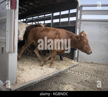 San Juan Capistrano, California, USA. 20 Sep, 2017. Vache moderne de jour au lasso, pratiqué pour le plaisir ou la compétition, c'est la pratique de séparer les vaches pour marquage basé sur des méthodes développées au cours de l'expansion de l'ancien ouest et commencent au début des années 1800. Ligotage de vache peut être une poursuite individuelle ou fait en équipe et est à la base de jour moderne des rodéos avec Bull et bronco équitation. Dans l'ancien ouest, les vaches et les veaux ont été séparés, un par un afin d'être marqués et prouver la propriété au cours des rondes ups chaque année avant de prendre les animaux au marché. Cow roping est pratiqué dans l'ensemble des S Banque D'Images