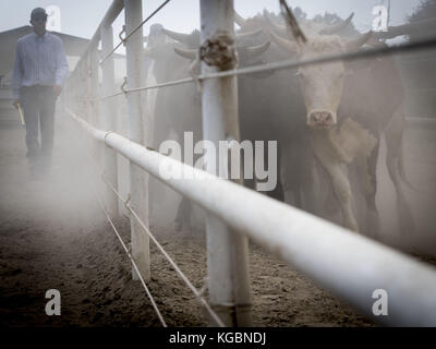 San Juan Capistrano, California, USA. 20 Sep, 2017. Vache moderne de jour au lasso, pratiqué pour le plaisir ou la compétition, c'est la pratique de séparer les vaches pour marquage basé sur des méthodes développées au cours de l'expansion de l'ancien ouest et commencent au début des années 1800. Ligotage de vache peut être une poursuite individuelle ou fait en équipe et est à la base de jour moderne des rodéos avec Bull et bronco équitation. Dans l'ancien ouest, les vaches et les veaux ont été séparés, un par un afin d'être marqués et prouver la propriété au cours des rondes ups chaque année avant de prendre les animaux au marché. Cow roping est pratiqué dans l'ensemble des S Banque D'Images